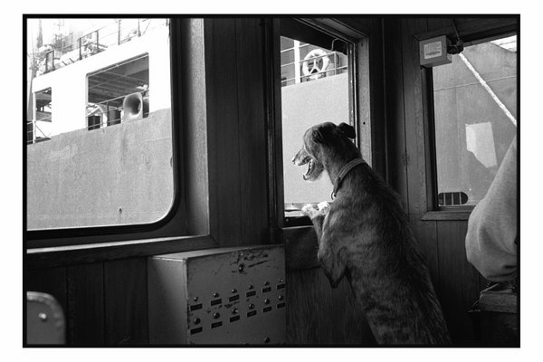 021-dog_window.jpg