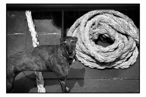 024-dog_ropes.jpg